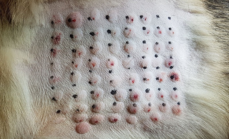 dog allergy skin test result