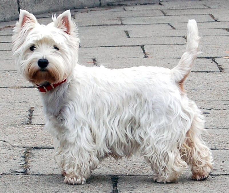 west highland terrier atopic dermatitis